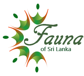 Fauna of Sri Lanka