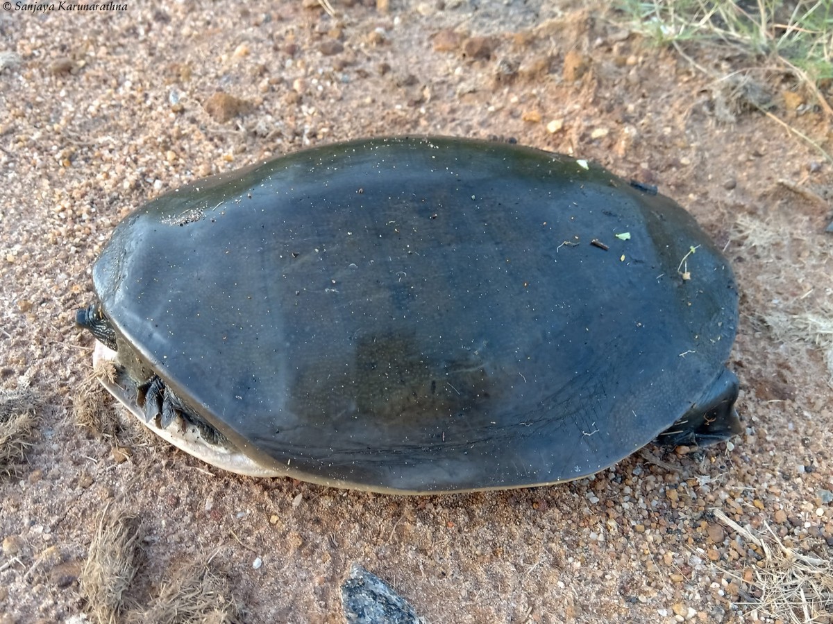 Lissemys ceylonensis Gray, 1856