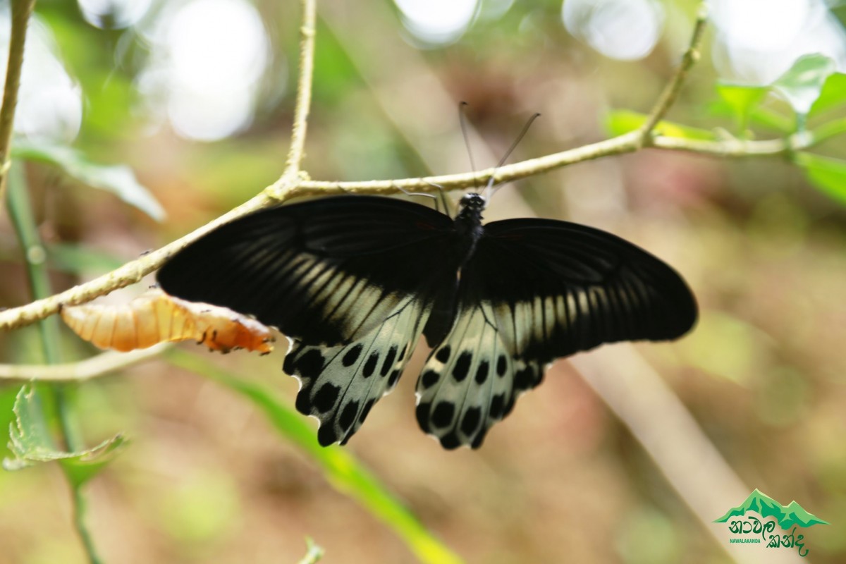 Papilio polymnestor Cramer, 1775