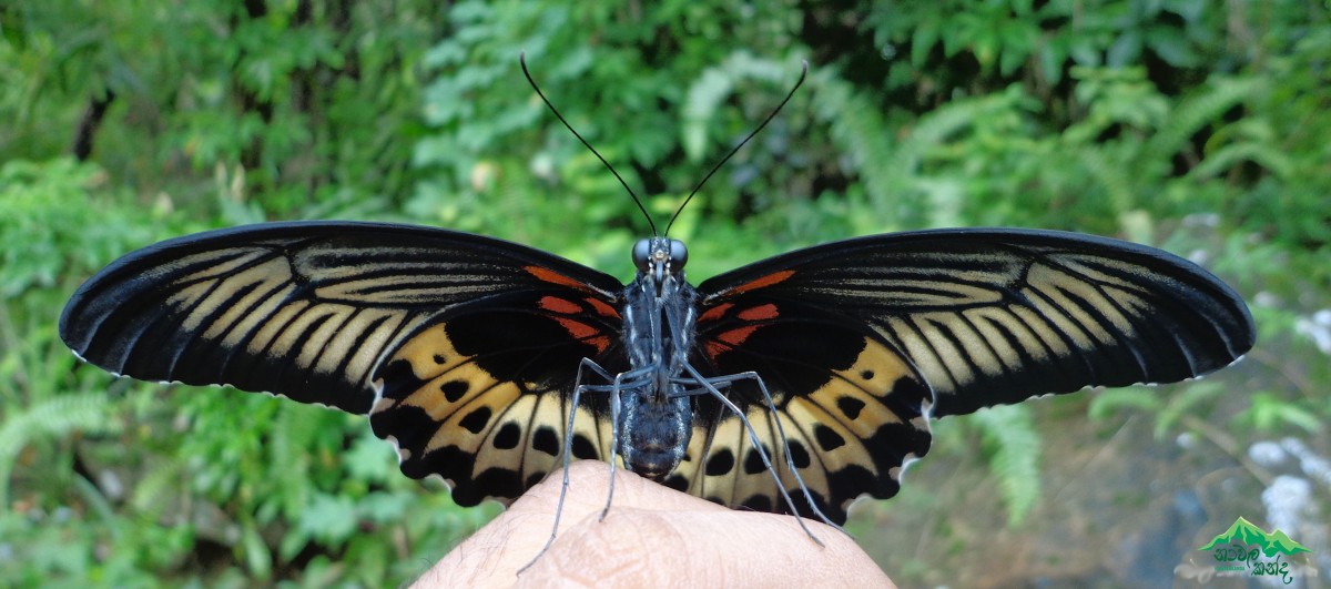 Papilio polymnestor Cramer, 1775