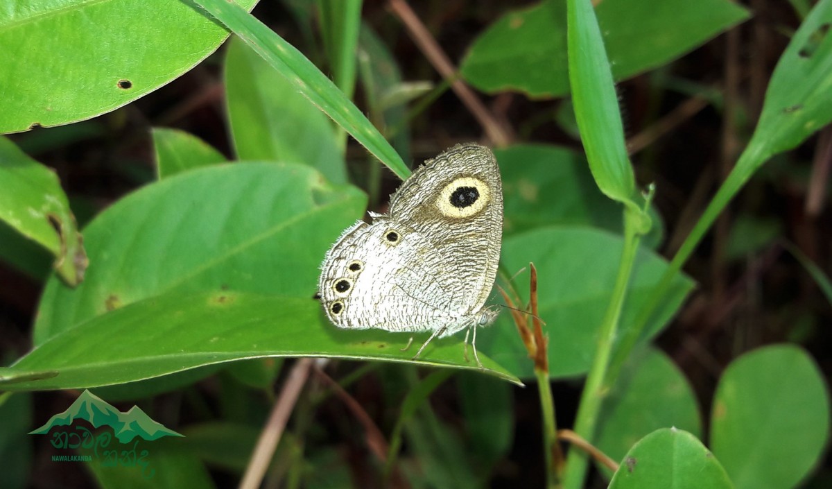 Ypthima ceylonica Hewitson, 1864