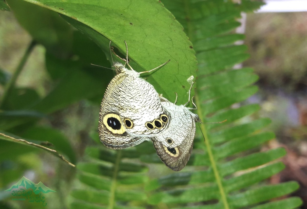 Ypthima ceylonica Hewitson, 1864