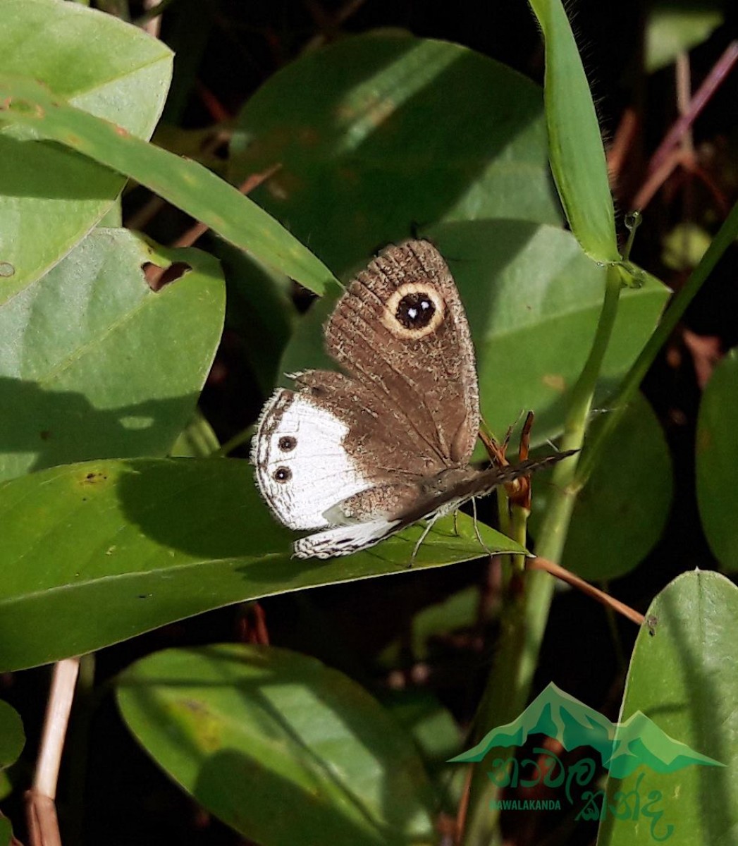 Ypthima ceylonica Hewitson, 1864