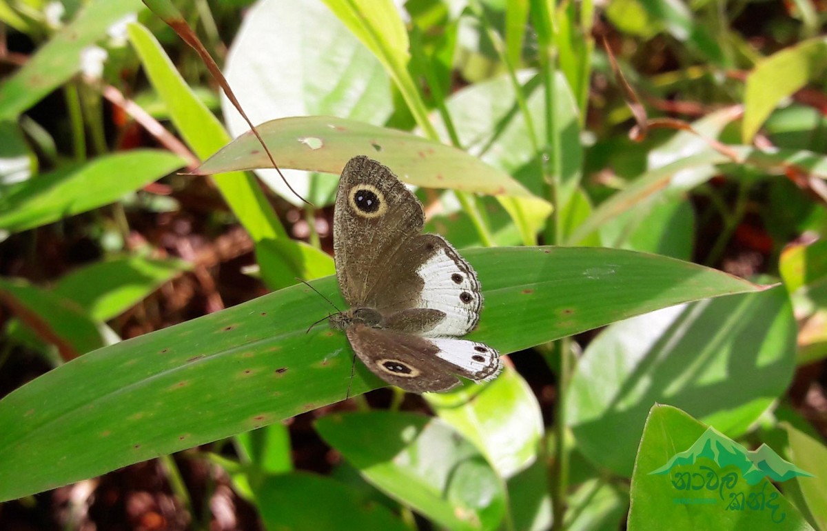 Ypthima ceylonica Hewitson, 1864