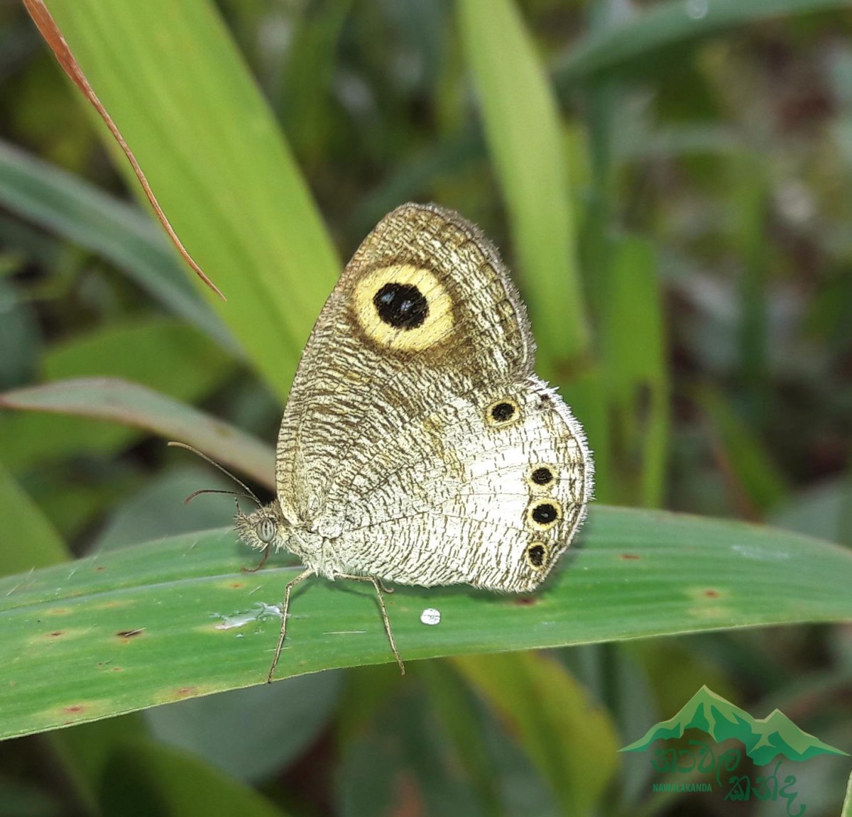 Ypthima ceylonica Hewitson, 1864