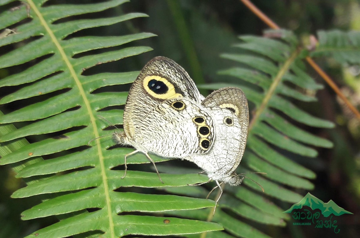 Ypthima ceylonica Hewitson, 1864