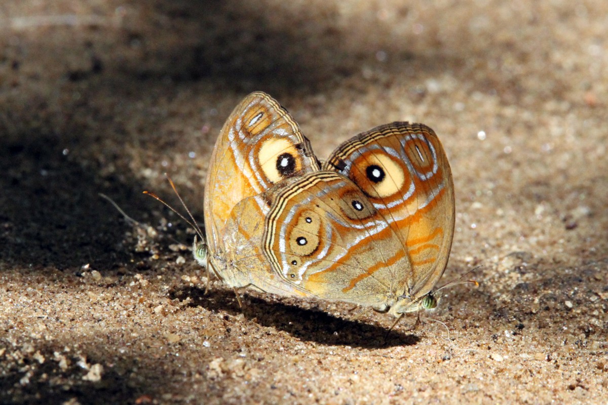 Mycalesis patnia Moore, 1857