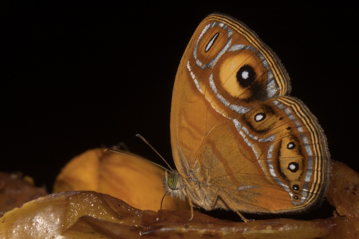 Mycalesis patnia Moore, 1857