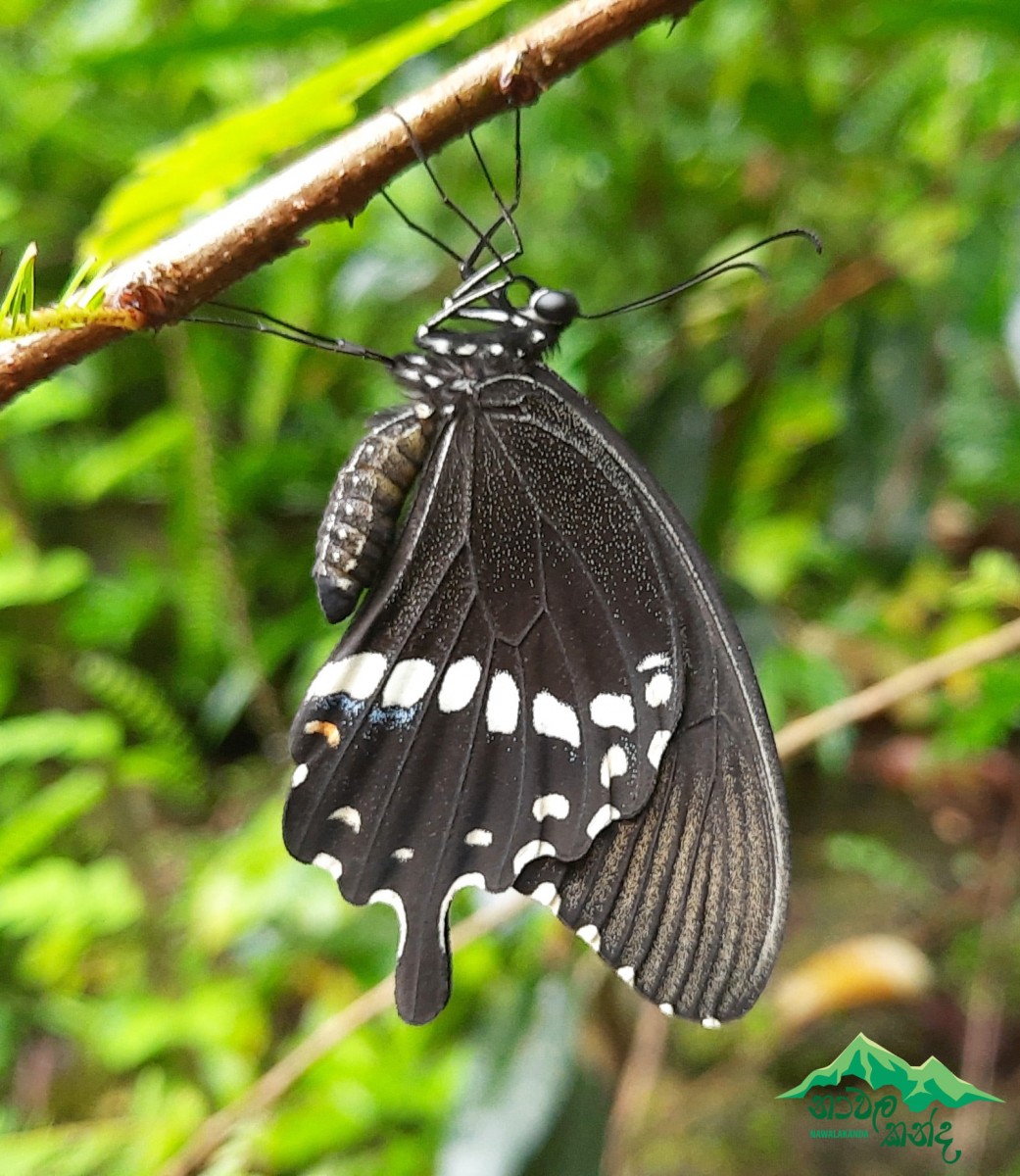 Papilio polytes Linnaeus, 1758