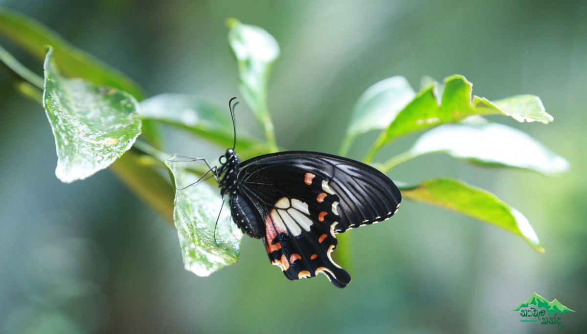 Papilio polytes Linnaeus, 1758