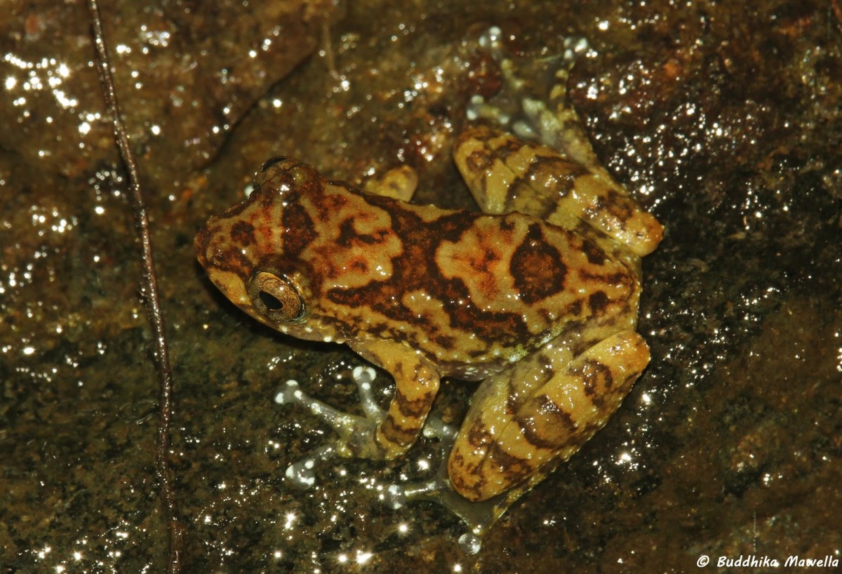 Pseudophilautus macropus Gunther, 1869