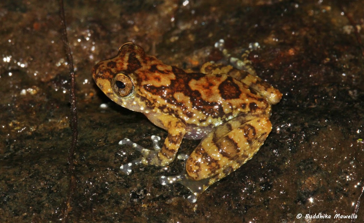 Pseudophilautus macropus Gunther, 1869