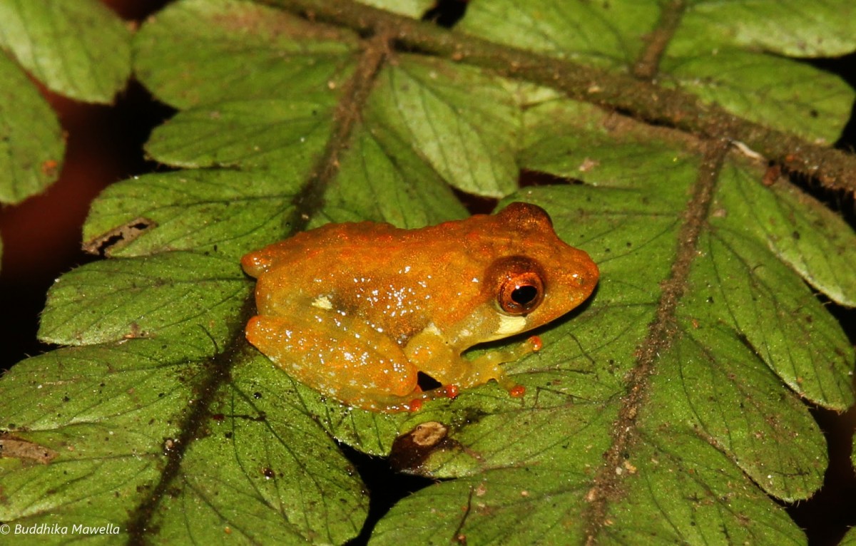 Pseudophilautus procax Megaskumbura & Manamendra-Arachcchi, 2005