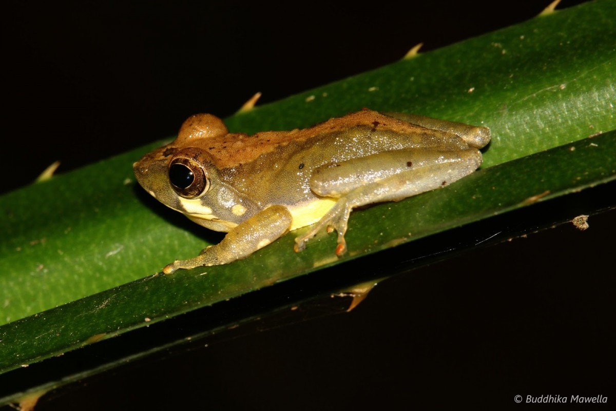 Pseudophilautus procax Megaskumbura & Manamendra-Arachcchi, 2005