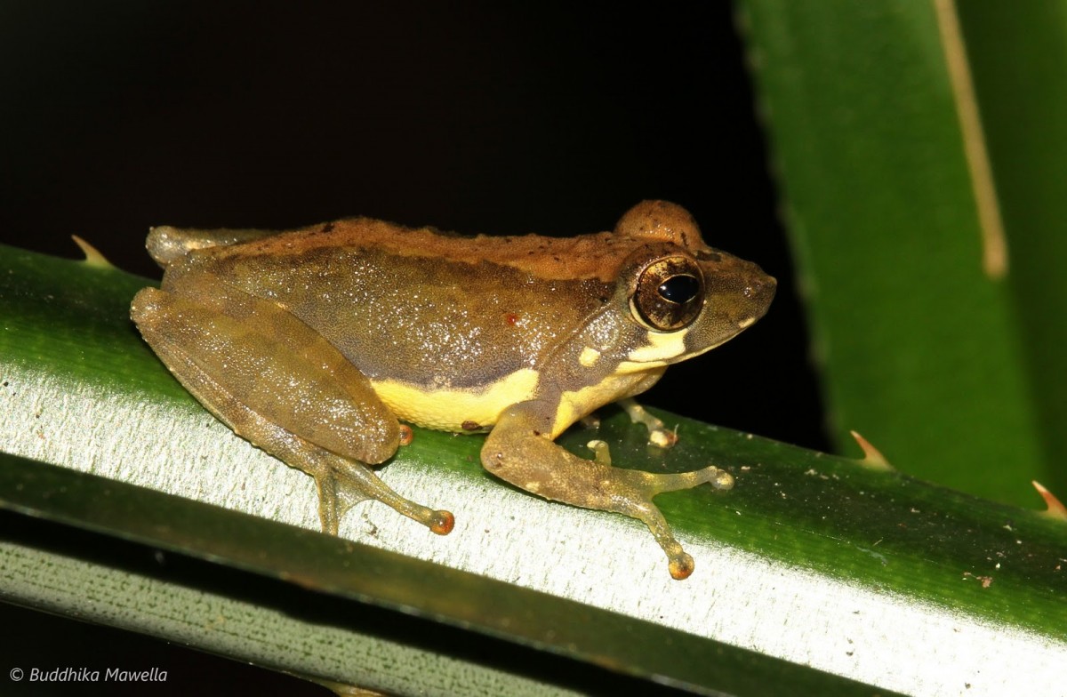 Pseudophilautus procax Megaskumbura & Manamendra-Arachcchi, 2005