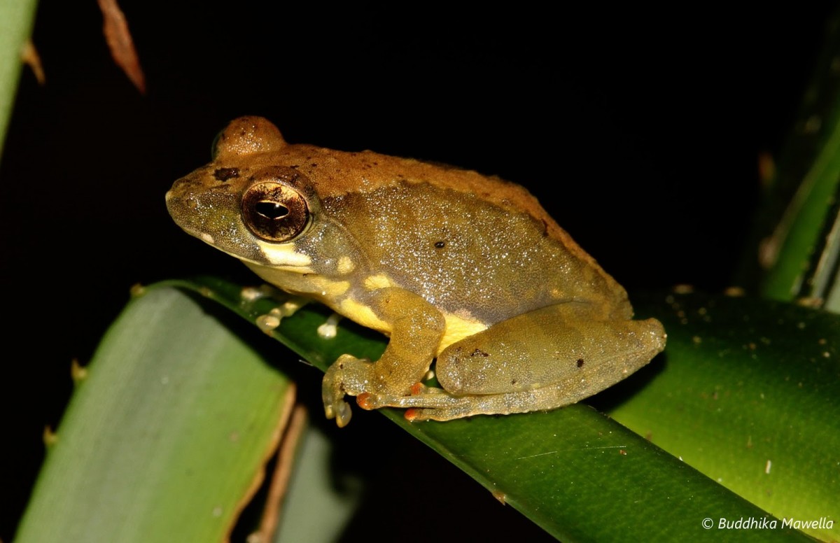 Pseudophilautus procax Megaskumbura & Manamendra-Arachcchi, 2005