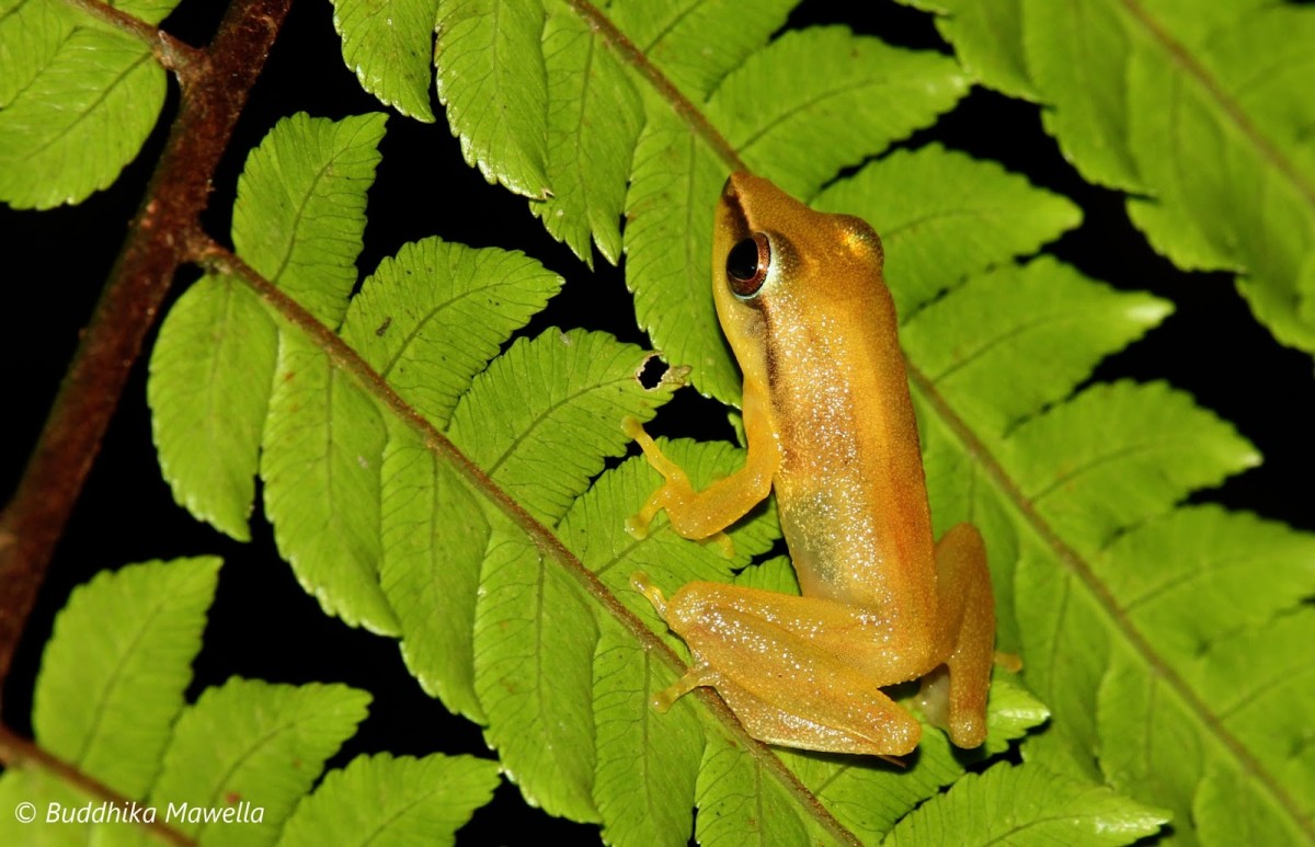 Pseudophilautus tanu Meegaskumbura, M., Manamendra-Arachchi, K & Pethiyagoda, R., 2009