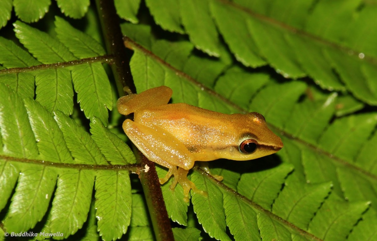 Pseudophilautus tanu Meegaskumbura, M., Manamendra-Arachchi, K & Pethiyagoda, R., 2009