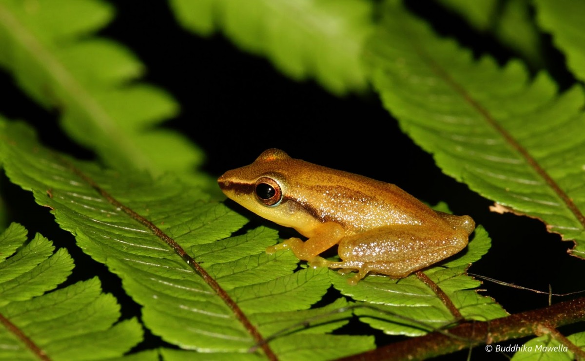 Pseudophilautus tanu Meegaskumbura, M., Manamendra-Arachchi, K & Pethiyagoda, R., 2009