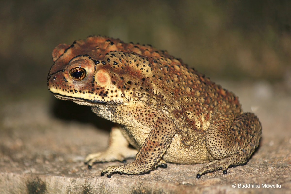 Duttaphrynus melanostictus Schneider, 1799