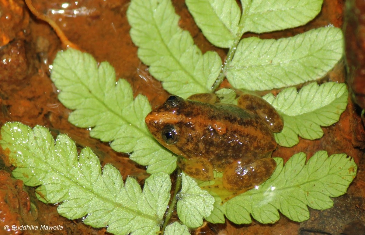 Lankanectes corrugatus Peters, 1863