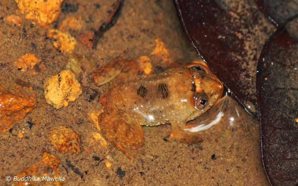 Lankanectes corrugatus Peters, 1863