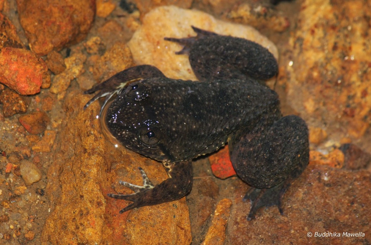 Lankanectes corrugatus Peters, 1863