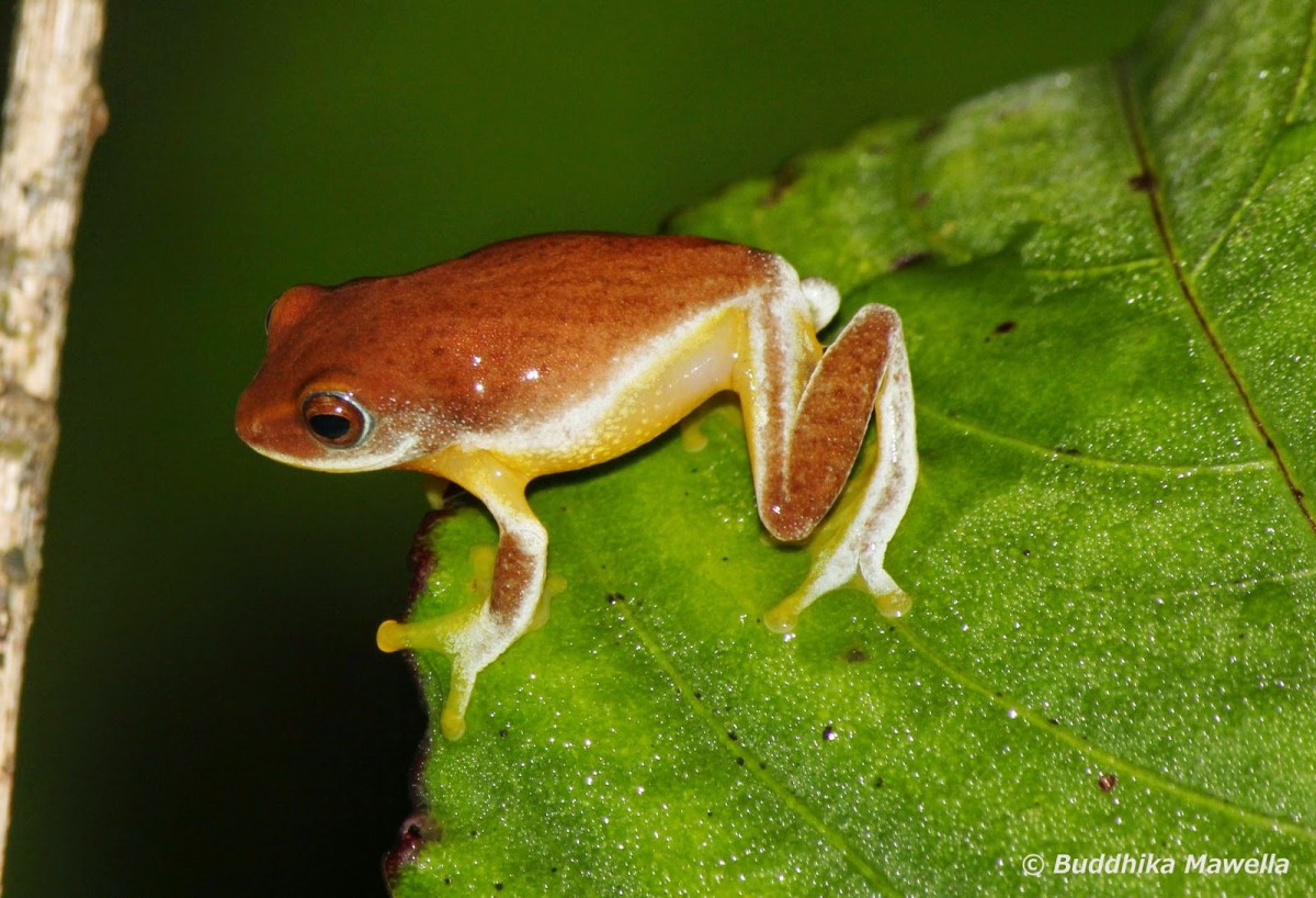 Pseudophilautus asankai Manamendra-Arachchi & Pethiyagoda, 2005