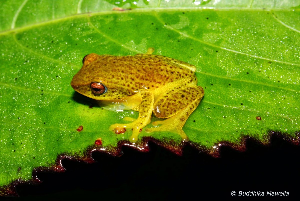 Pseudophilautus asankai Manamendra-Arachchi & Pethiyagoda, 2005