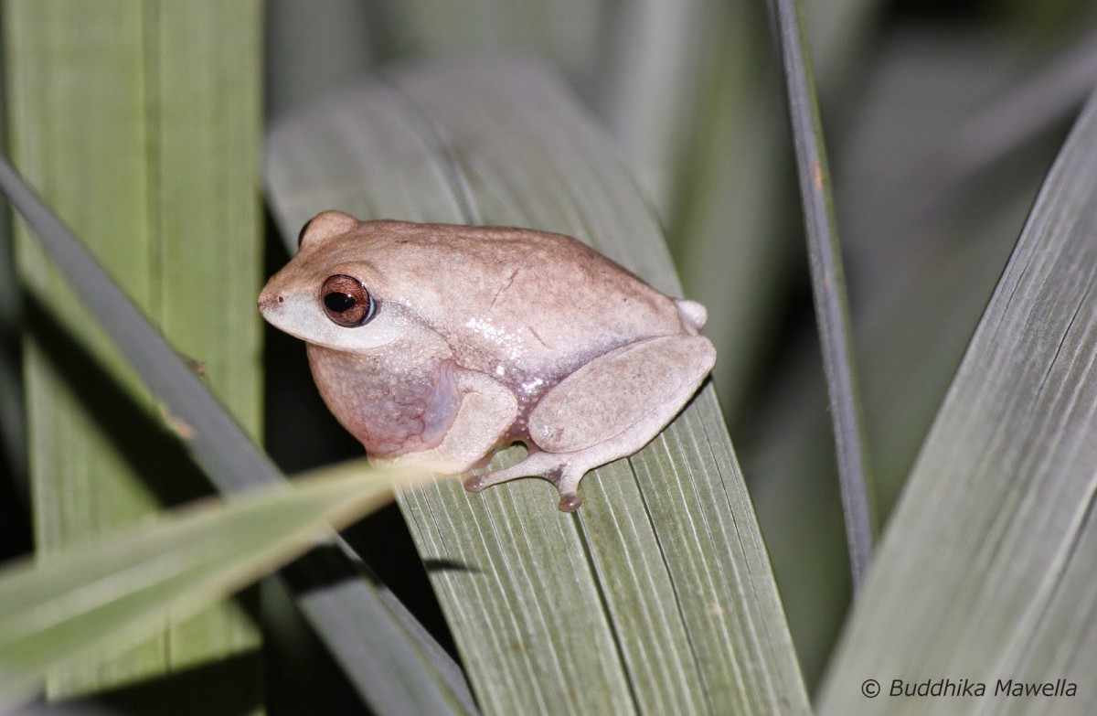 Pseudophilautus asankai Manamendra-Arachchi & Pethiyagoda, 2005