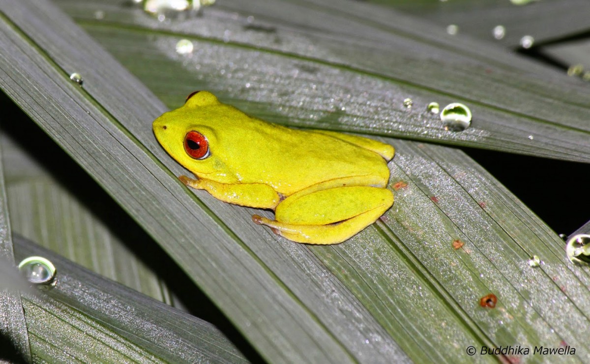 Pseudophilautus asankai Manamendra-Arachchi & Pethiyagoda, 2005