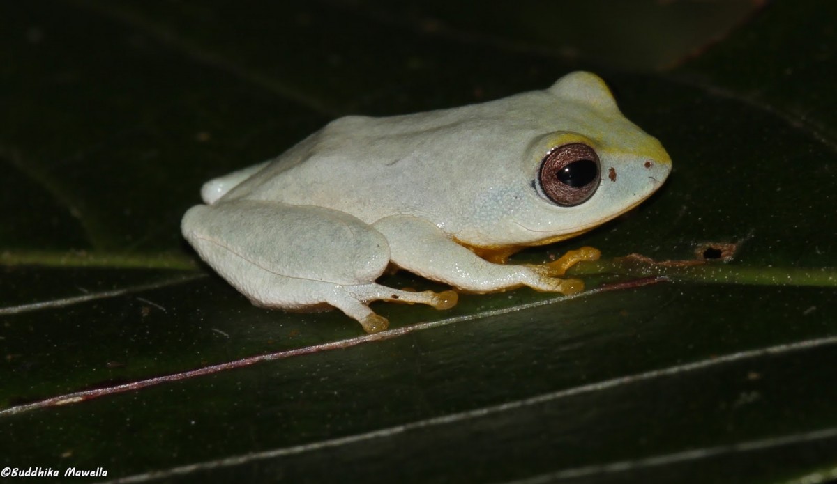 Pseudophilautus asankai Manamendra-Arachchi & Pethiyagoda, 2005