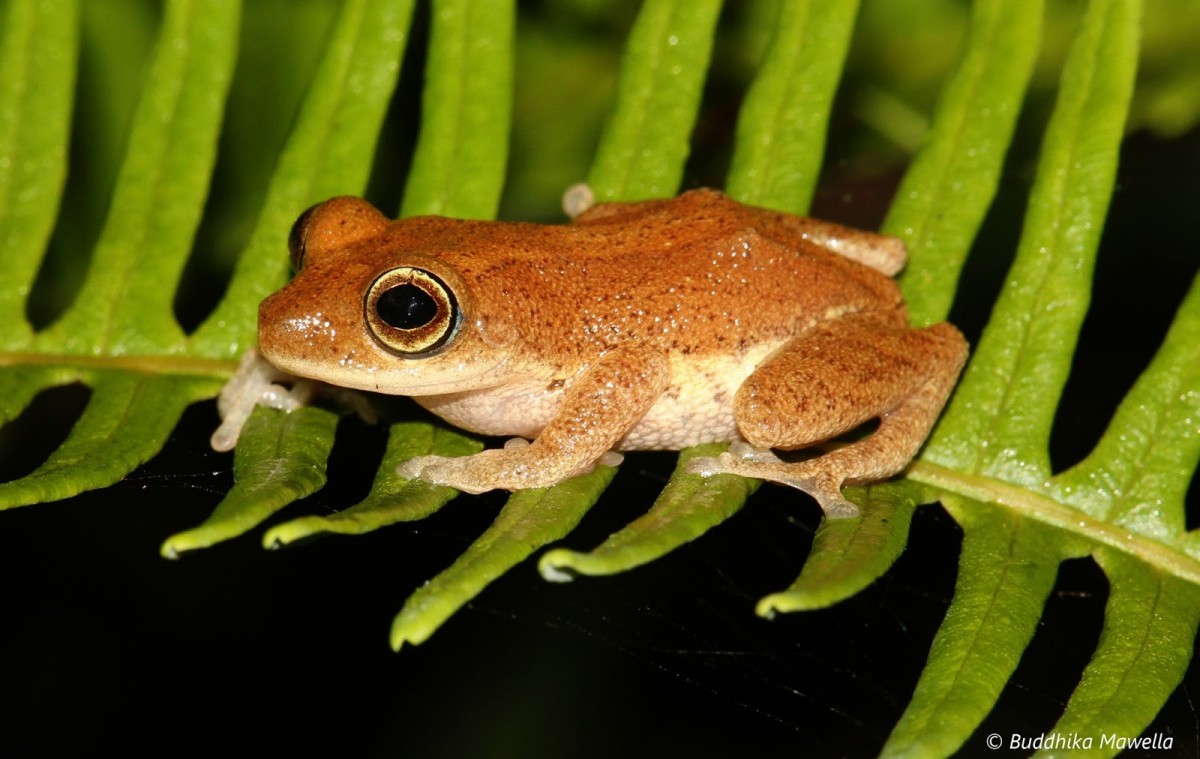 Pseudophilautus auratus Manamendra-Arachchi & Pethiyagoda, 2005