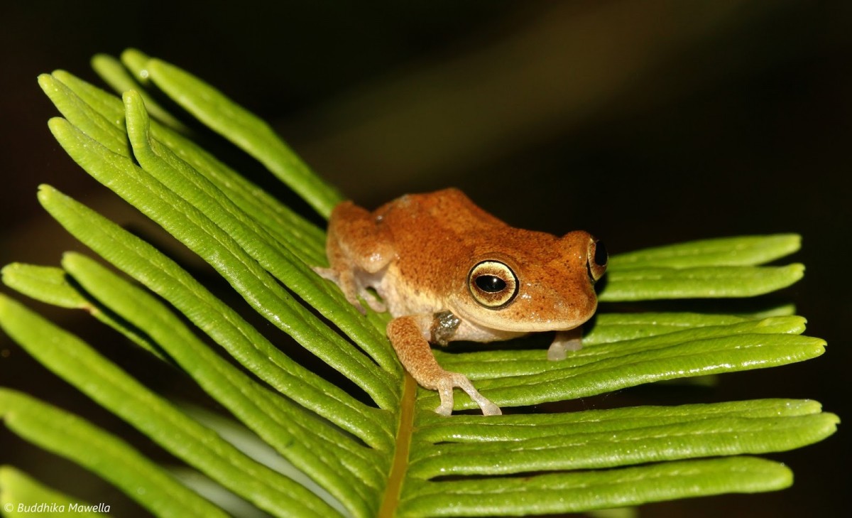 Pseudophilautus auratus Manamendra-Arachchi & Pethiyagoda, 2005