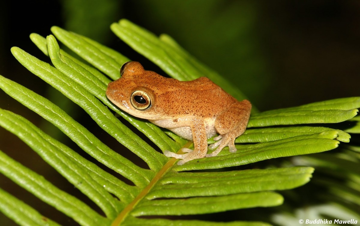 Pseudophilautus auratus Manamendra-Arachchi & Pethiyagoda, 2005