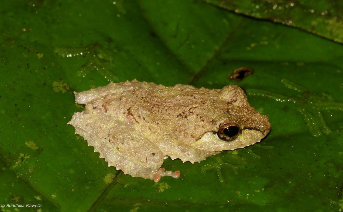 Pseudophilautus cavirostris Gunther 1869