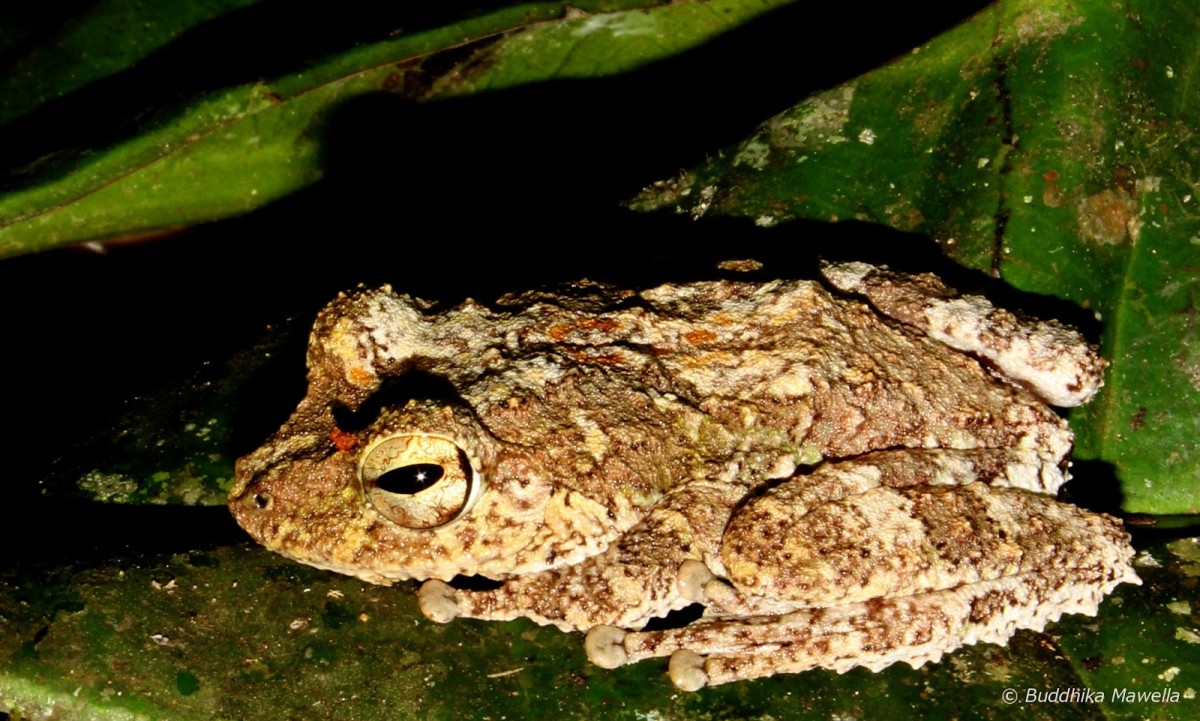 Pseudophilautus cavirostris Gunther 1869