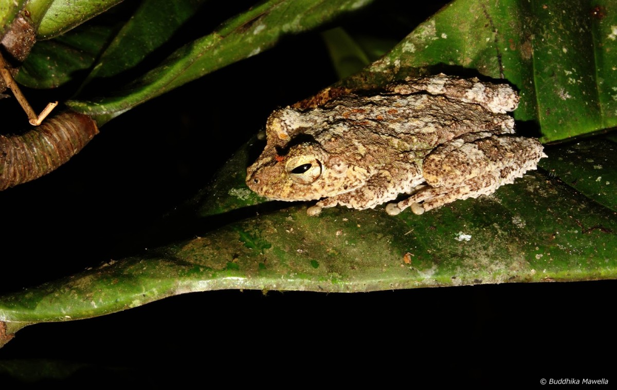 Pseudophilautus cavirostris Gunther 1869