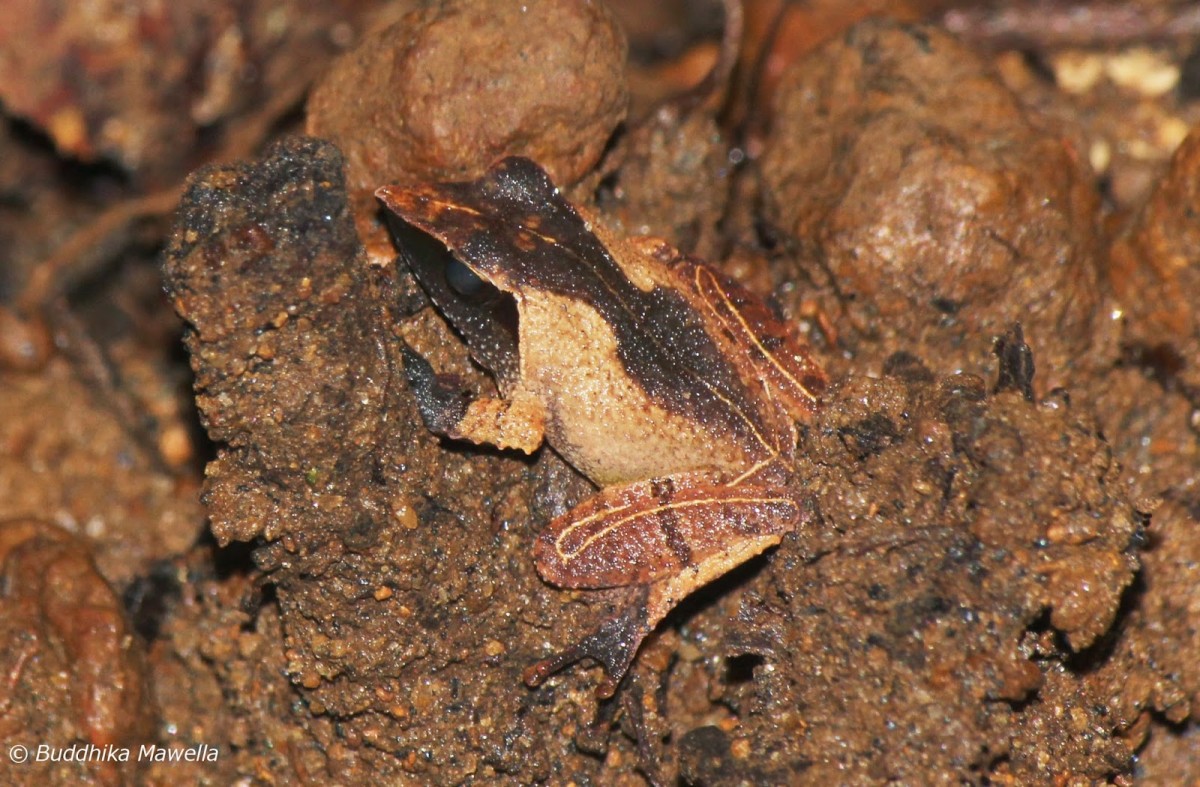 Pseudophilautus cuspis Manamendra-Arachchi & Pethiyagoda, 2005