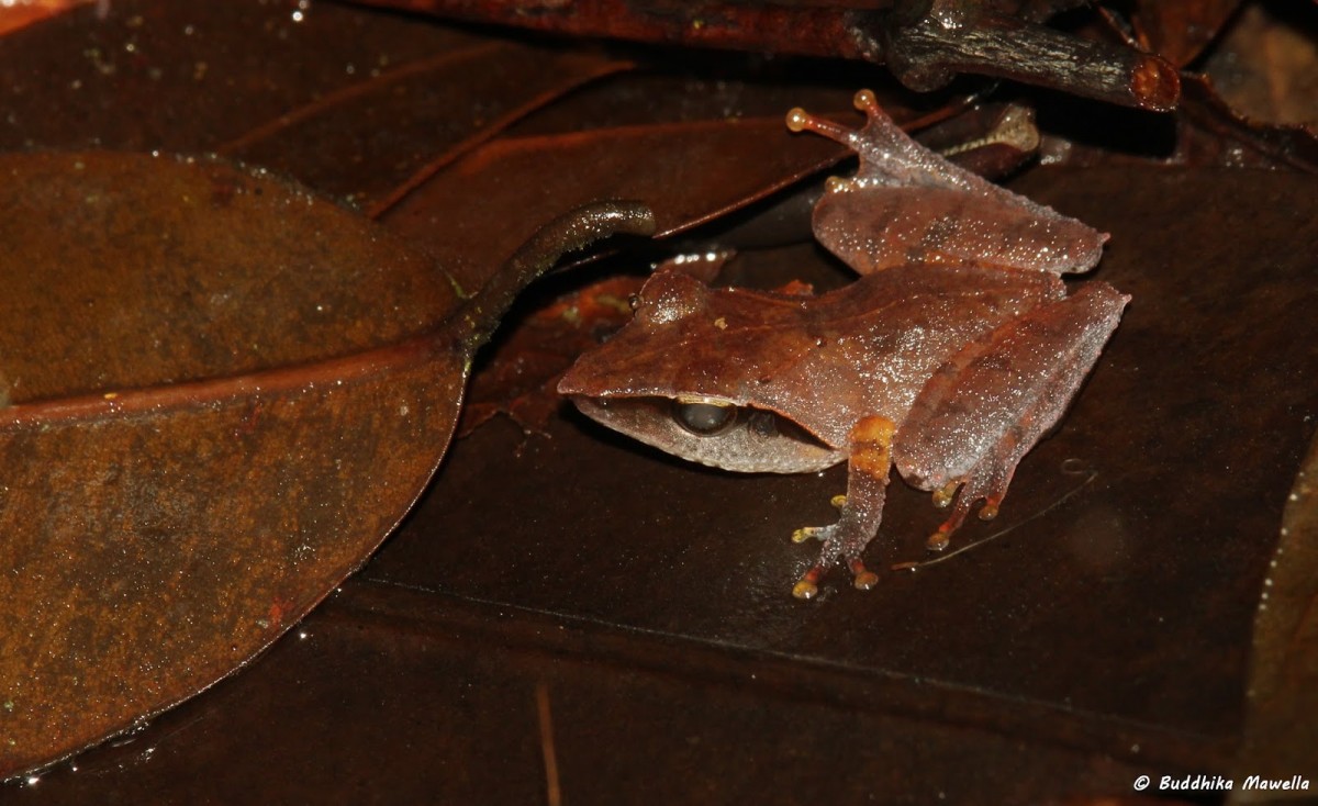 Pseudophilautus cuspis Manamendra-Arachchi & Pethiyagoda, 2005