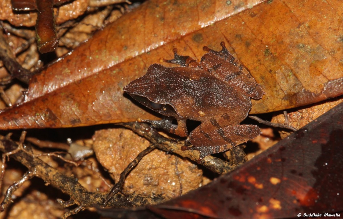 Pseudophilautus cuspis Manamendra-Arachchi & Pethiyagoda, 2005