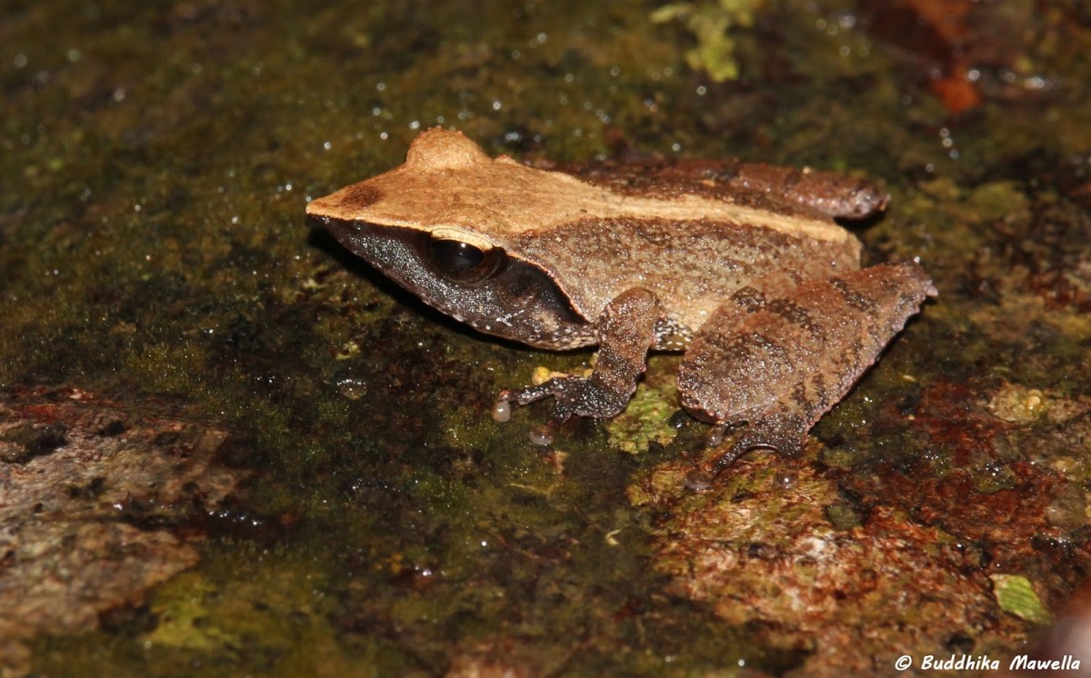 Pseudophilautus cuspis Manamendra-Arachchi & Pethiyagoda, 2005