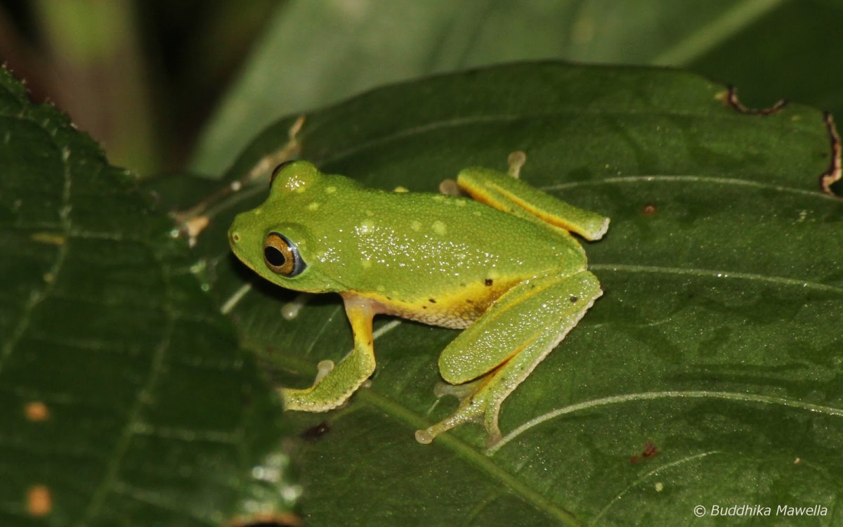 Pseudophilautus femoralis Gunther 1864