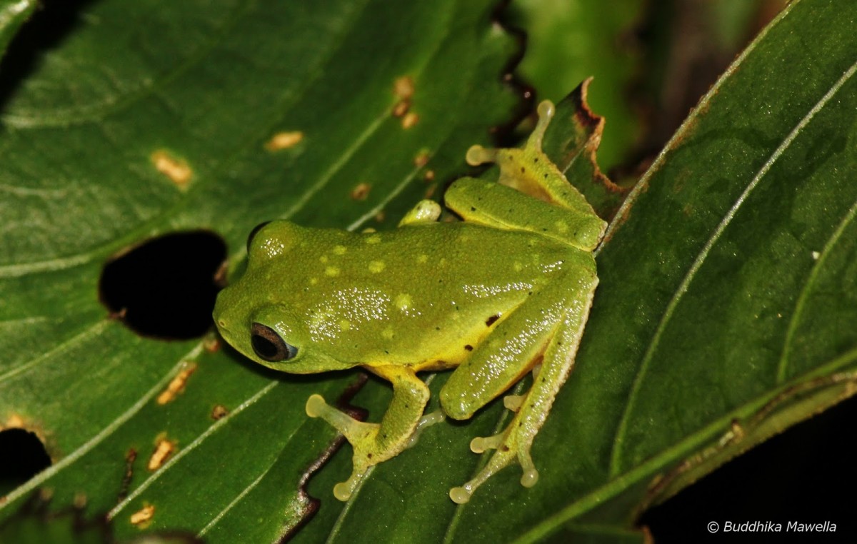 Pseudophilautus femoralis Gunther 1864