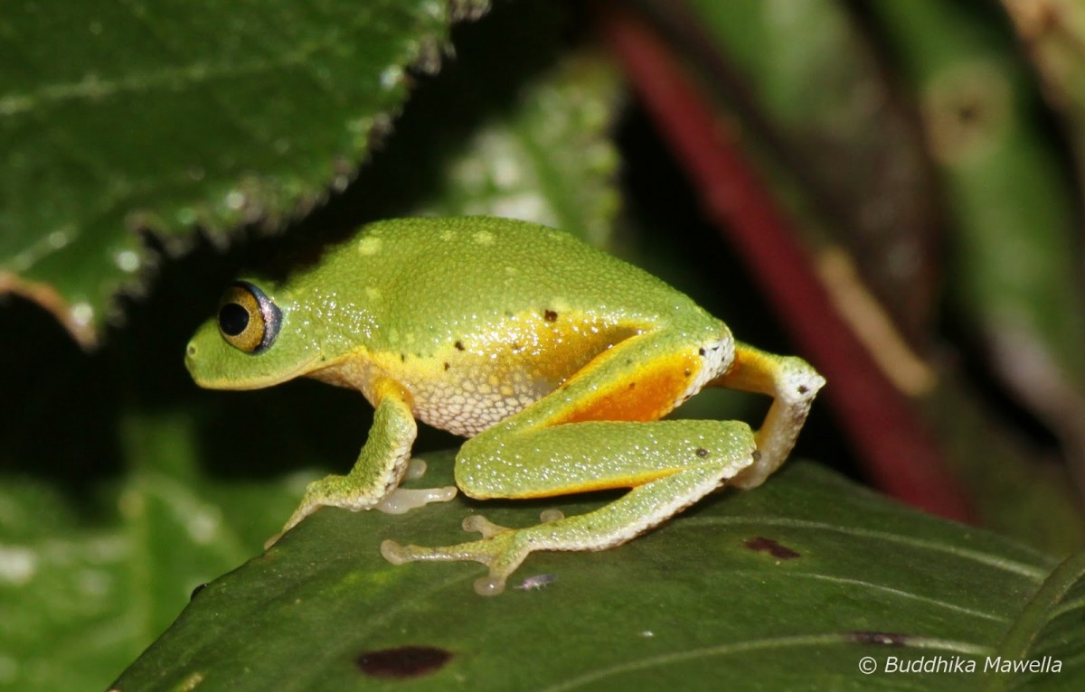 Pseudophilautus femoralis Gunther 1864