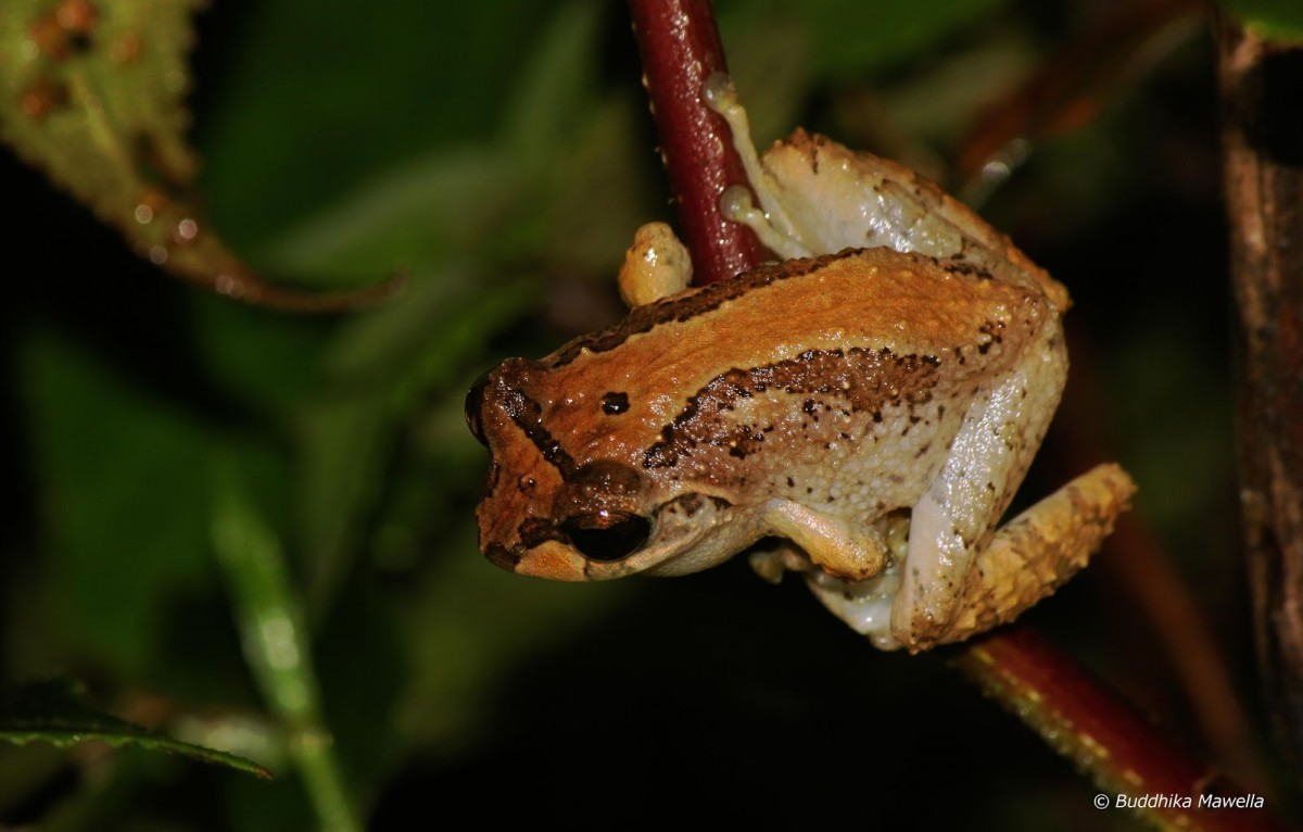 Pseudophilautus microtympanum Gunther, 1859