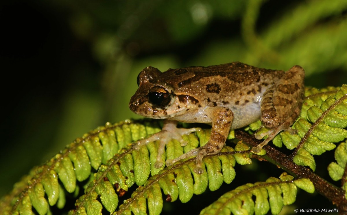 Pseudophilautus microtympanum Gunther, 1859