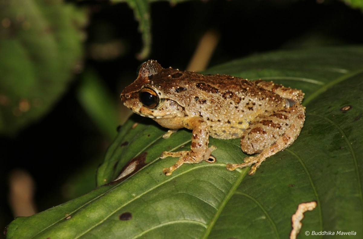 Pseudophilautus microtympanum Gunther, 1859