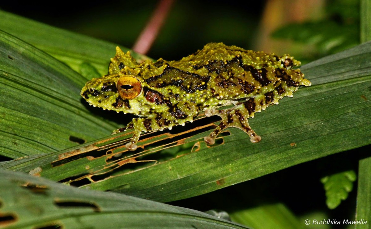 Pseudophilautus schmarda Kelaart, 1854