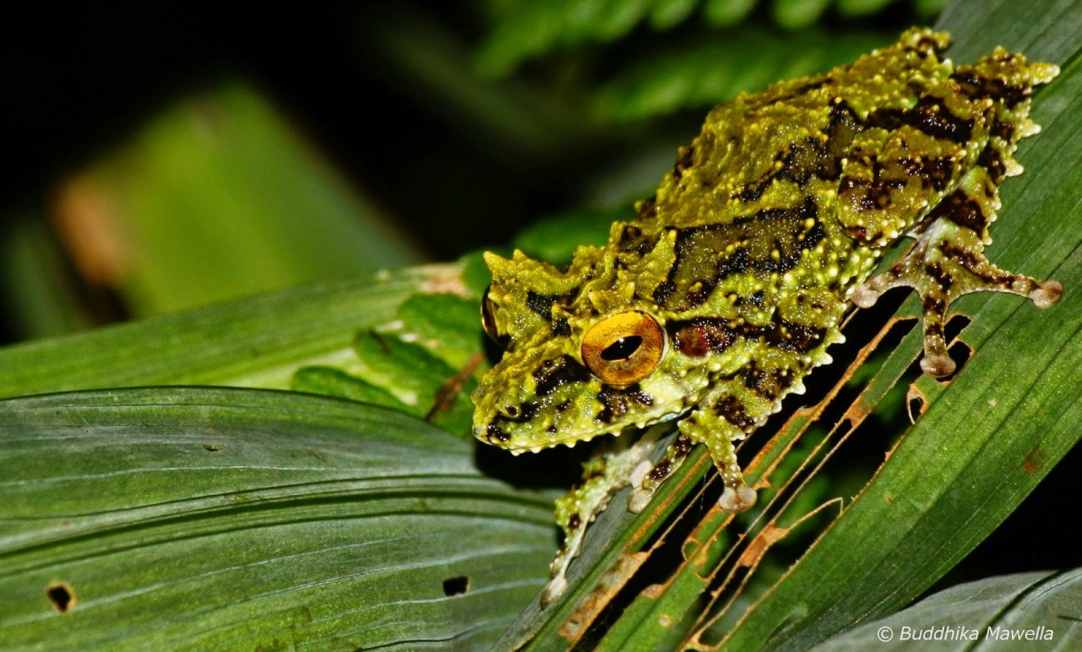 Pseudophilautus schmarda Kelaart, 1854